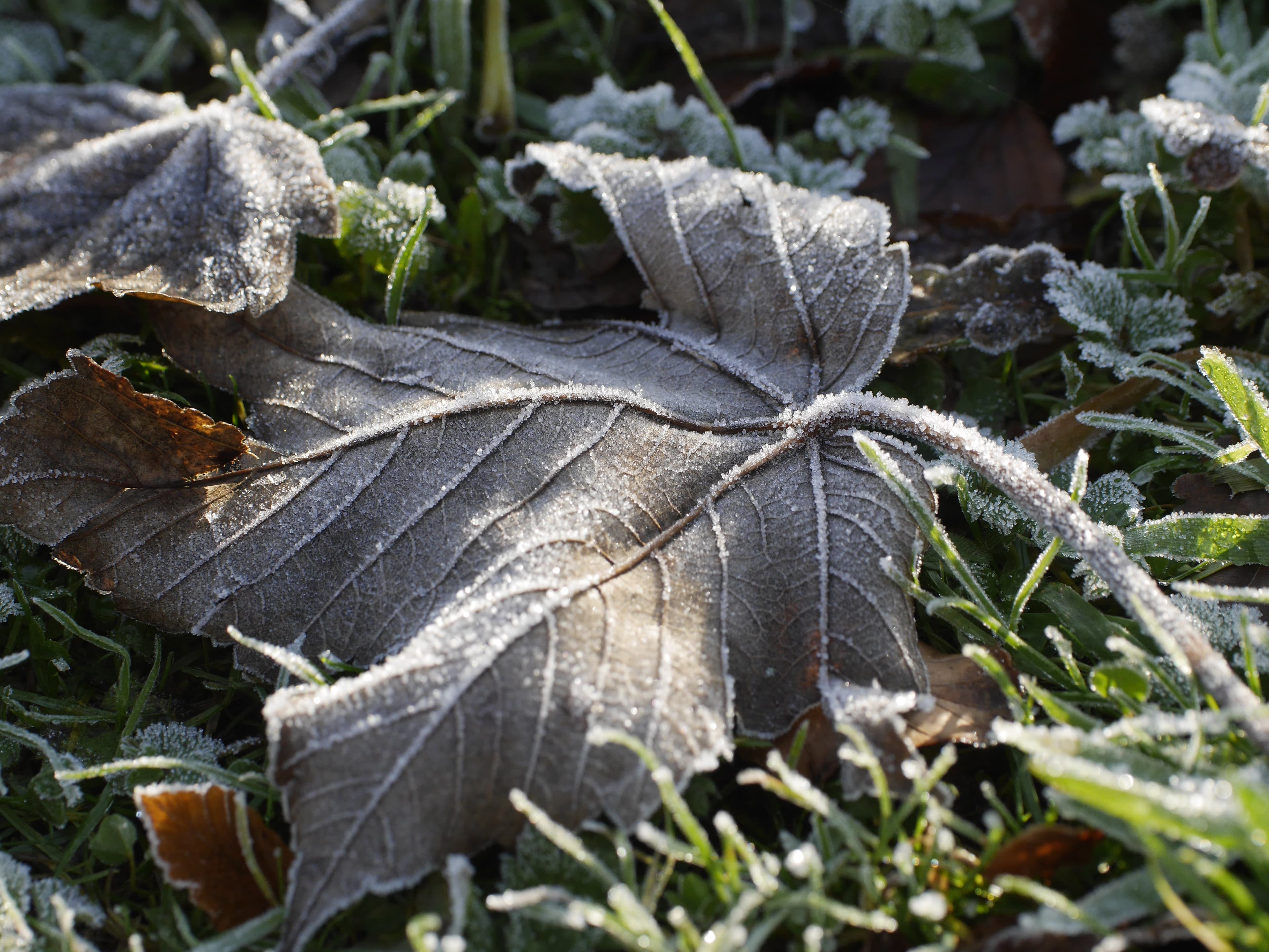 Winter frost on a fallen leaf.