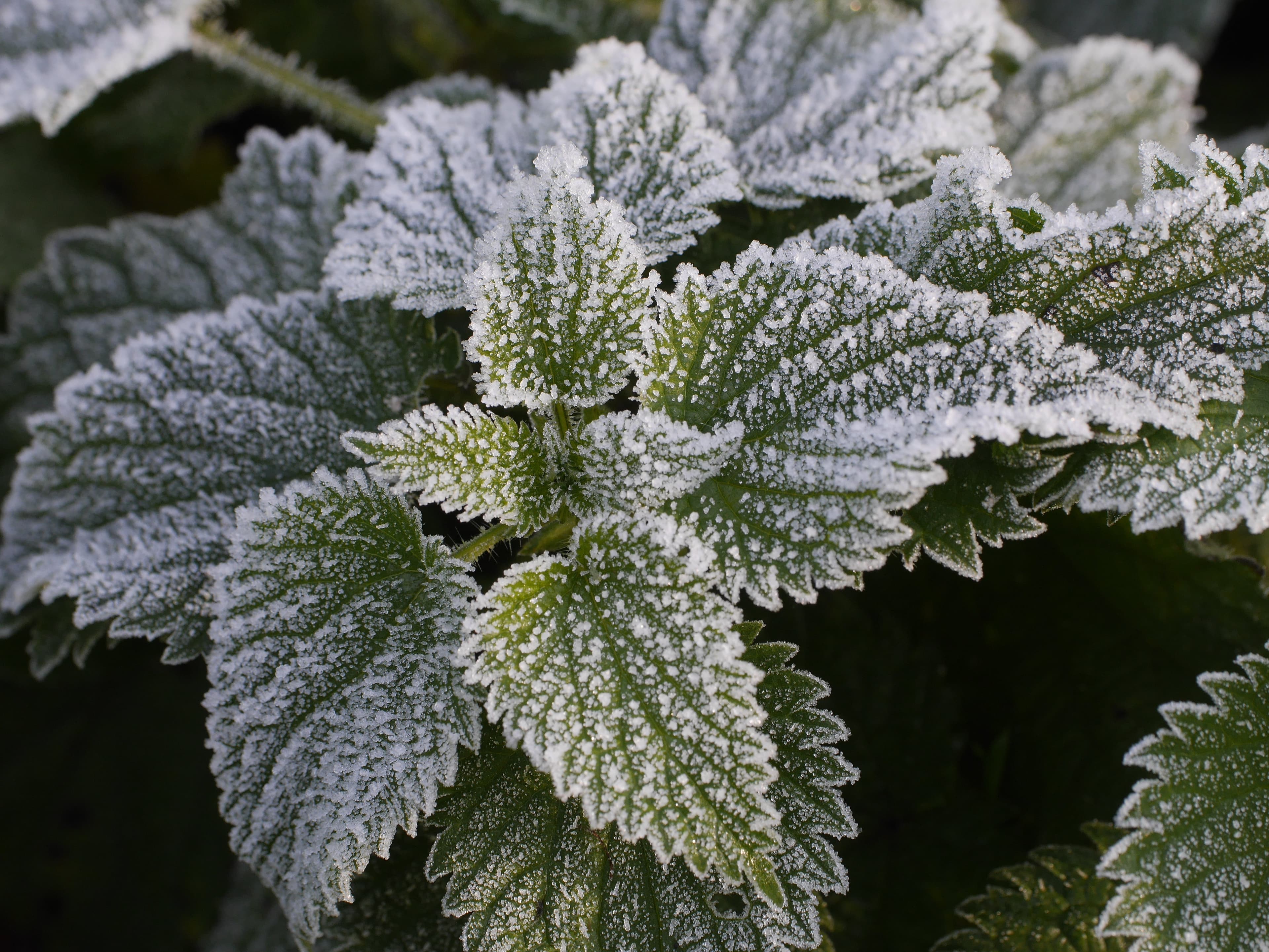 A plant with frost on its leaves.