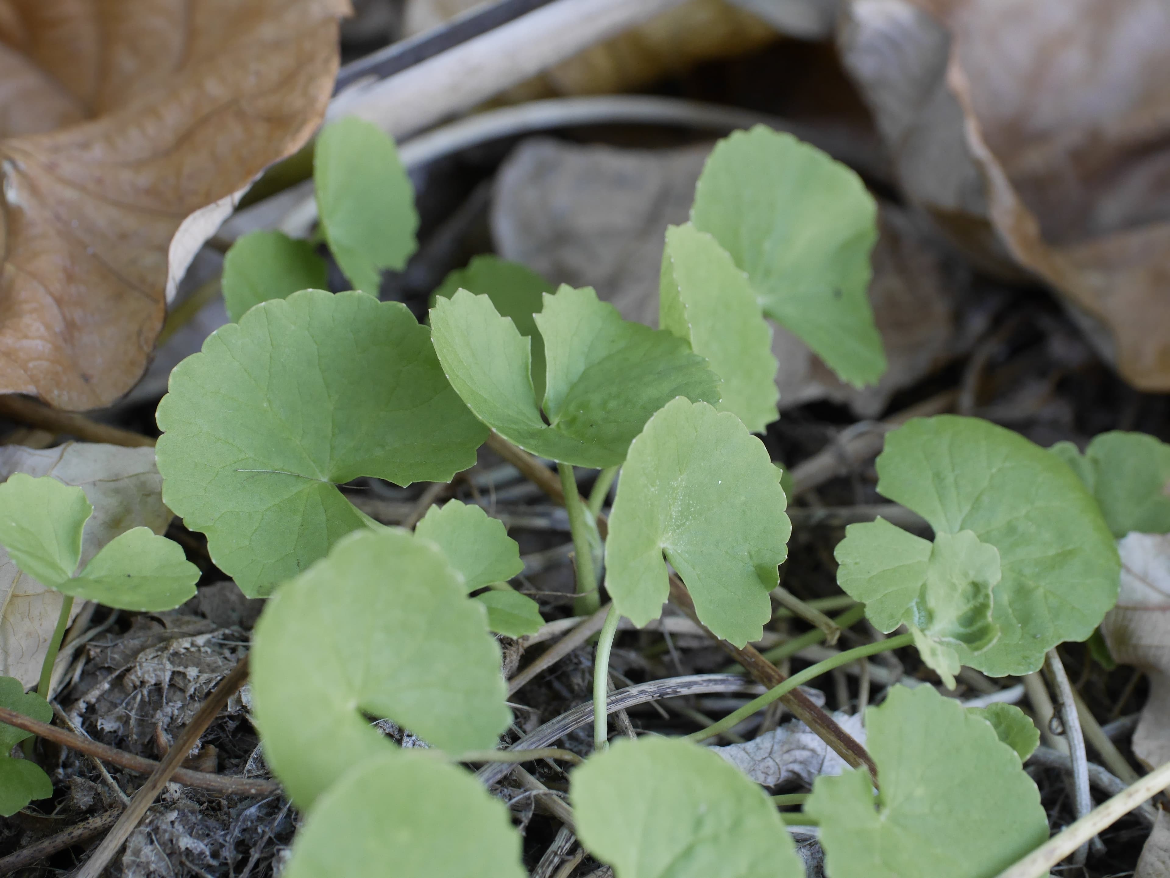 Gotu kola.