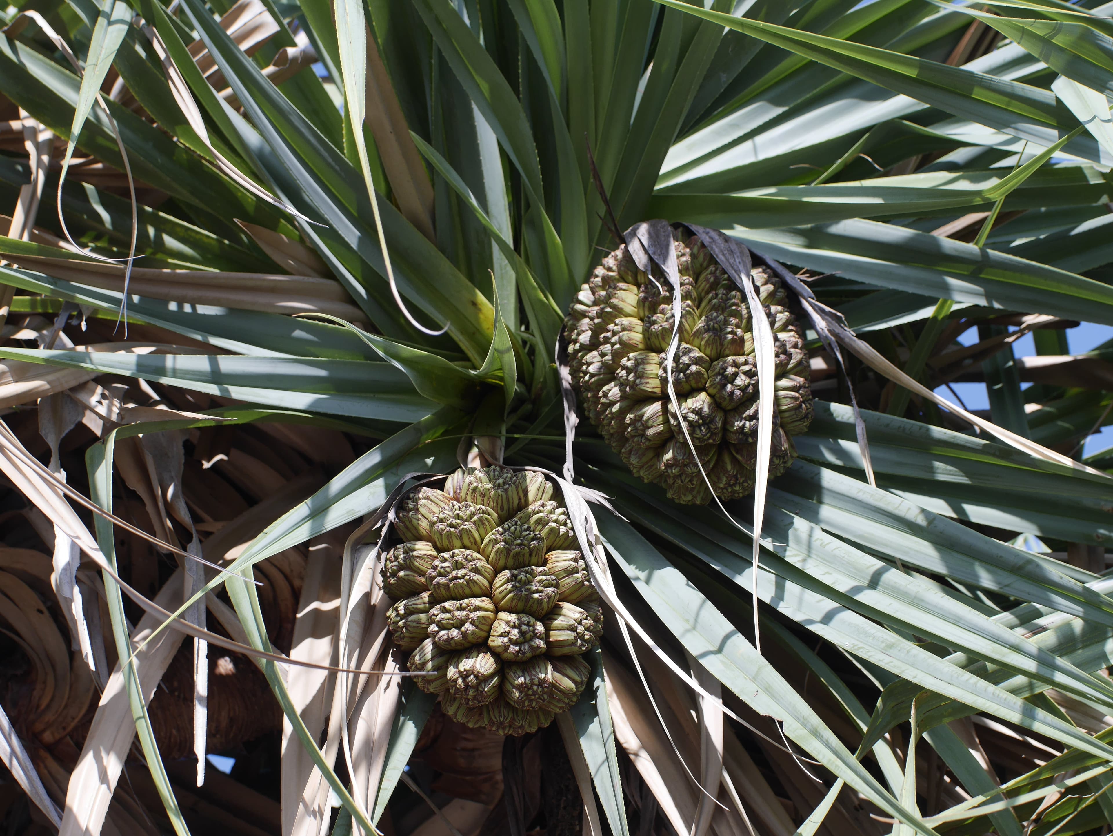 Pandanus fruits on the pandanas palm.