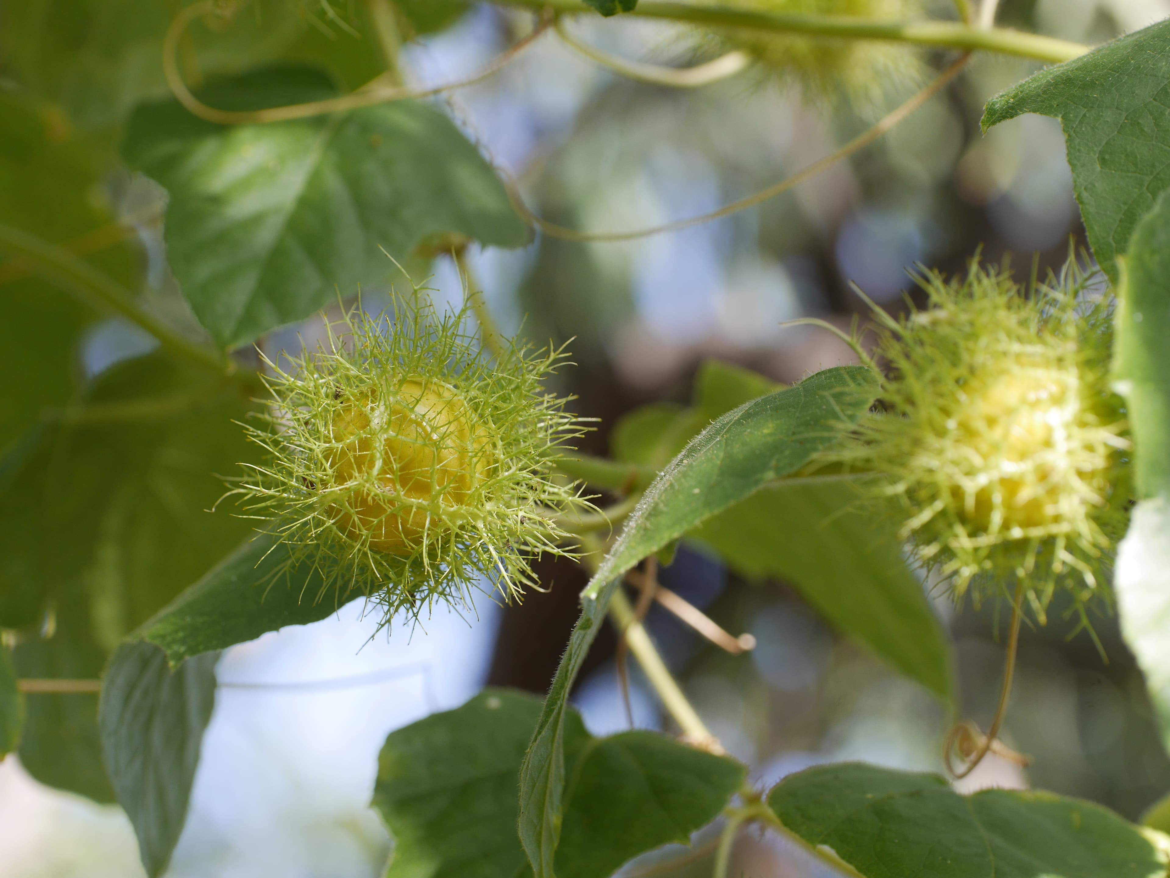 Stinking passionfruit