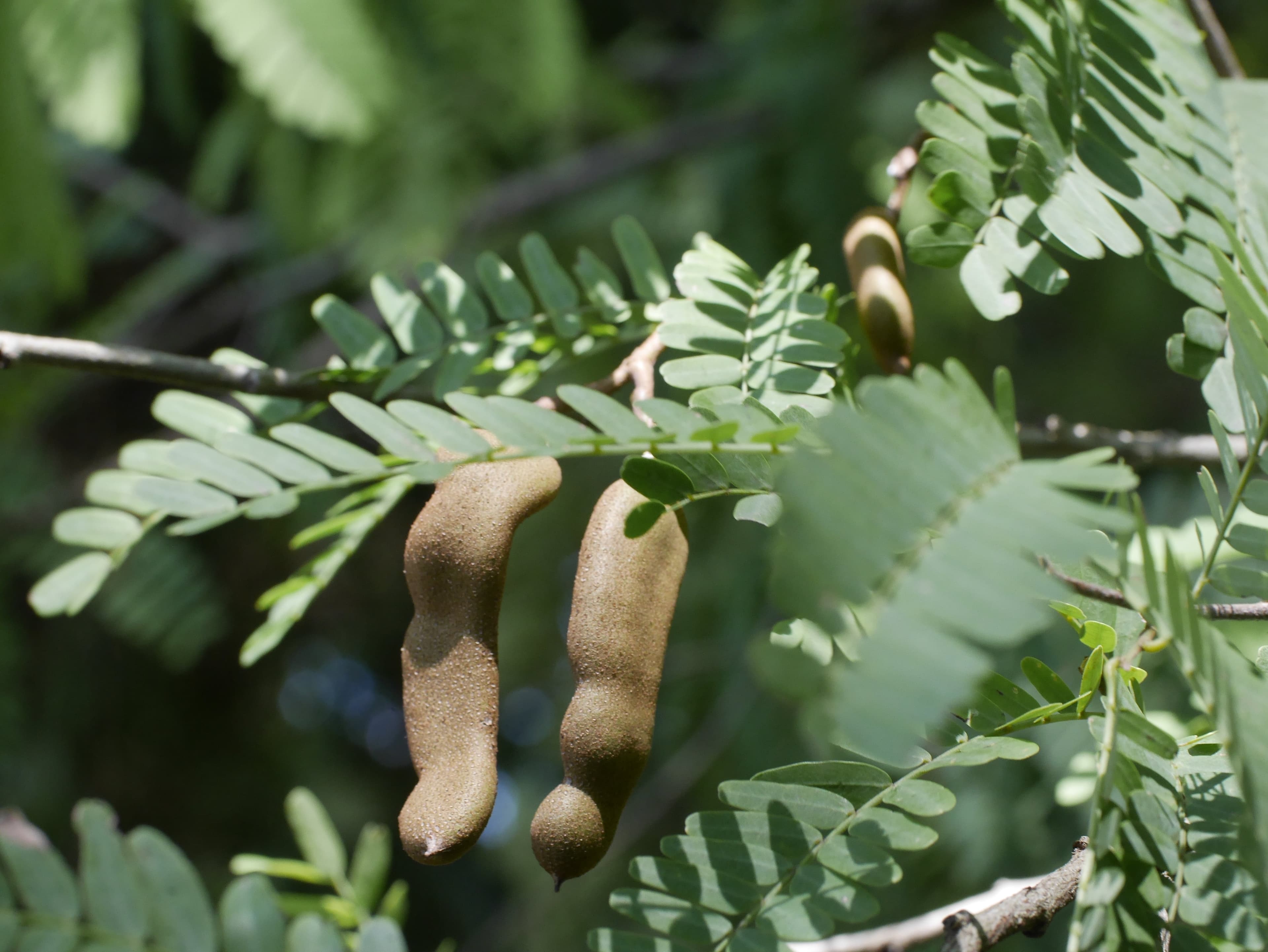 Tamarind tree with tamarind seed pods.